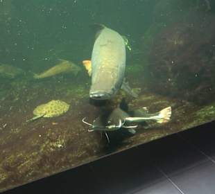 Aquarium