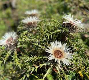Wandern Lingenau
