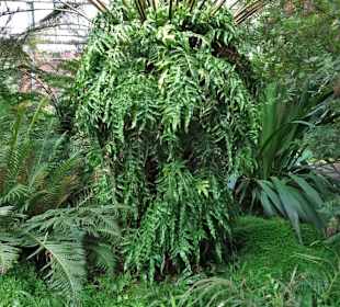 Im Palmenhaus des Botanischen Gartens