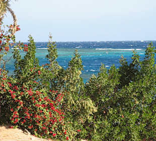 Blick zum Canyon - Tauchrevier
