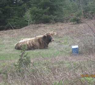 Ein Gr. Oxer