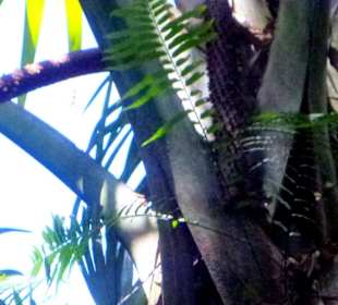 Coco de Mer/männlich