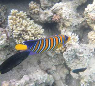 Рыбы Макади