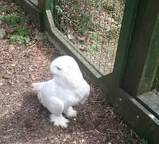 Zoo Ohrada Hluboká nad Vltavou