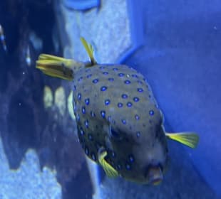 Fisch