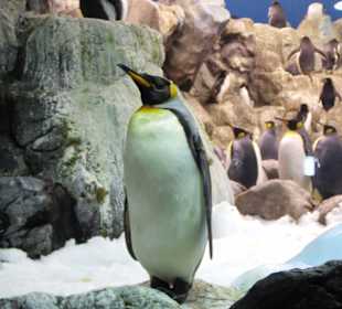 Inside de pingiun site at loro parque