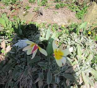 Der Botanische Garten im März 14