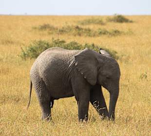 Masai Mara