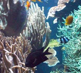 Riffaquarium 2
