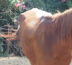 Abgemagert und blutige Stellen