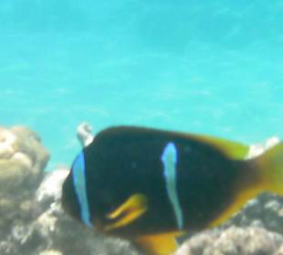 Rotmeer Anemonenfisch