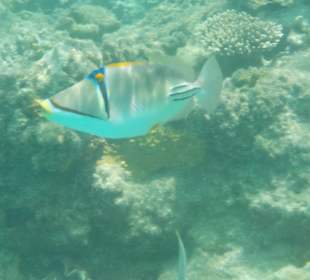 Schnorcheln Hurghada