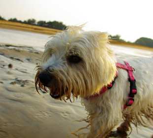 Der Hundestrand dei Pini