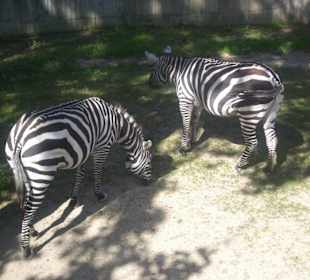 Zoo Liberec
