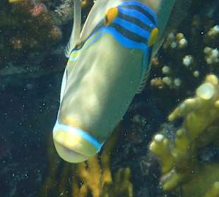 Schnorcheln Marsa Alam