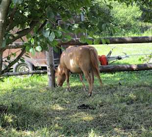 Festivalului Etnografic al Comunităţilor Răstolița