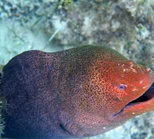 Schnorcheln Marsa Alam