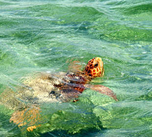 Meeresschildkröte in Freiheit