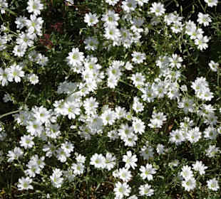 Spaziergang durch den Botanischen Garten Bremen