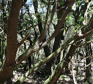 Wald La Gomera