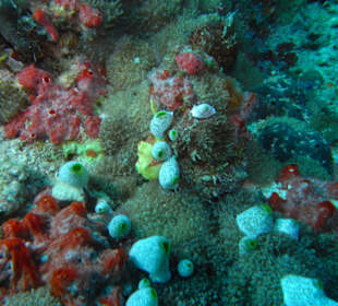 Seltener Frogfish (der Gelbe)