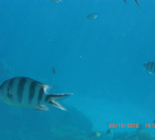 Подводный мир возле отеля