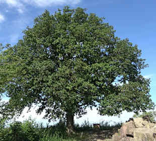 Birkenkopf