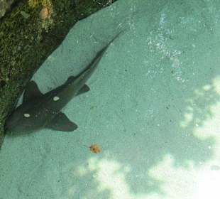 Xcaret