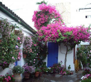 Paseo por la judería y patios de Córdoba