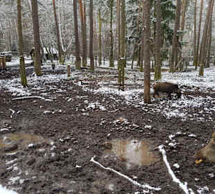 Wildschweingehege