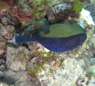 Direkt am Hausriff beim Schnorcheln aufgenommen