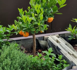 Terrassenbepflanzung