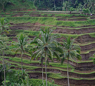 Tarasy ryżowe-Tegallalang