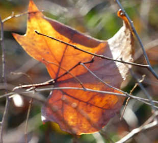 Ringpark Winterblatt