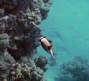 Kugelfisch beim Riff