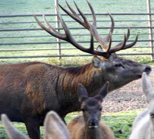 Wildparkimpressionen
