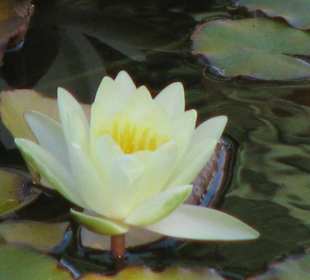 Seerose im Kakteengarten