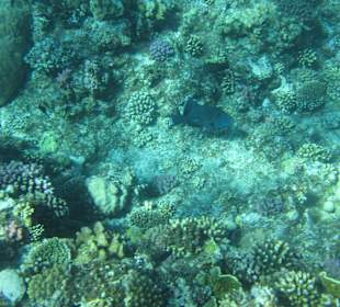 Blauer Drücker am Resta Reef 