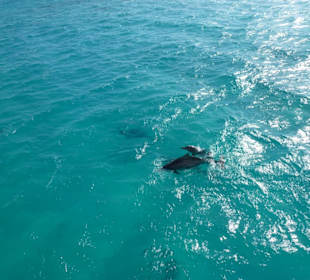 Auch vom Boot Delfine zu sehen! (Inkl. Nachwuchs)