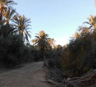 Palmenoase / Datteln in Tunesien