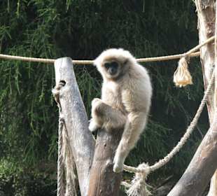 Gibbon
