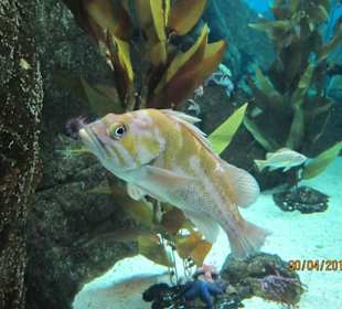 Ein Fisch im Ozenarium