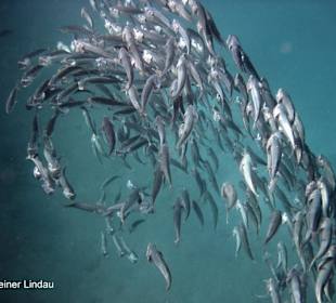 Schwarm Großmaulschnäpper