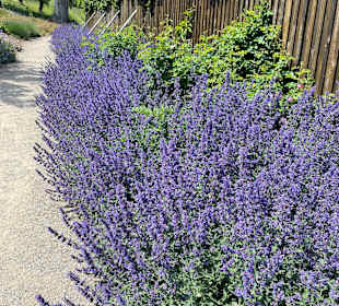 Kleines Schloss Blankenburg