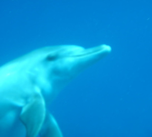 Fast zum Angreifen nahe