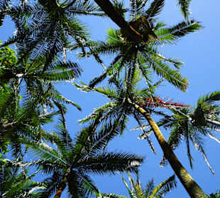 Palmengarten an der Anse des Cascades