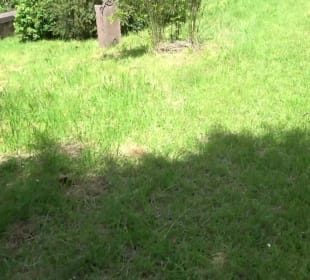 Alter Friedhof Altensteig