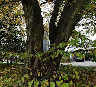 Schlosspark in Husum 