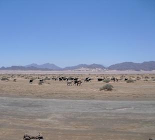 Impressionen von der Mountainbiketour in die Wüste