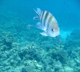 Schöne Unterwasserwelt